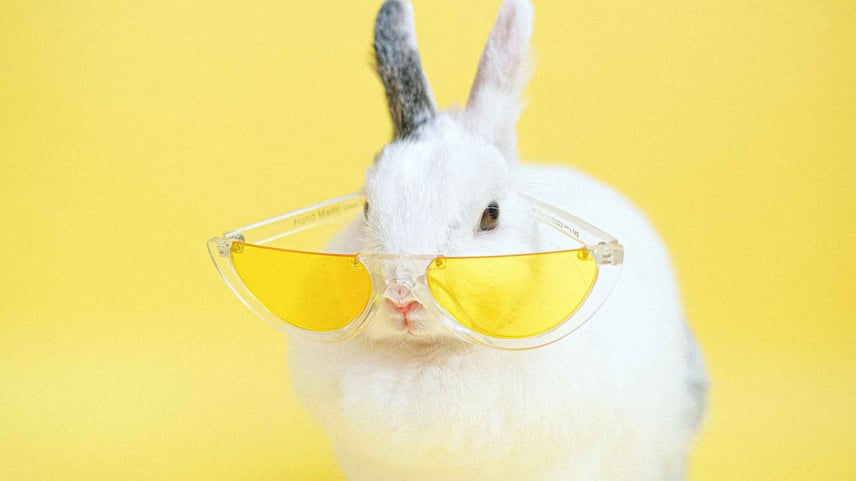 Rabbit sunglasses