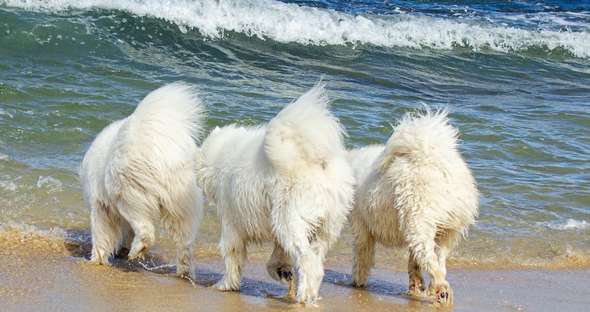 Fluffy Bums