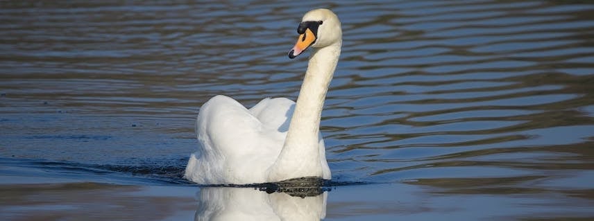 Graceful Swan Swimming
