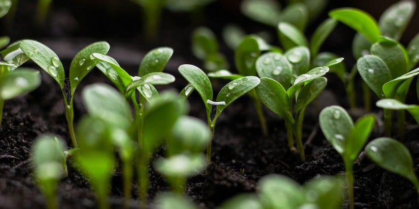 Plenty of Little Seedlings