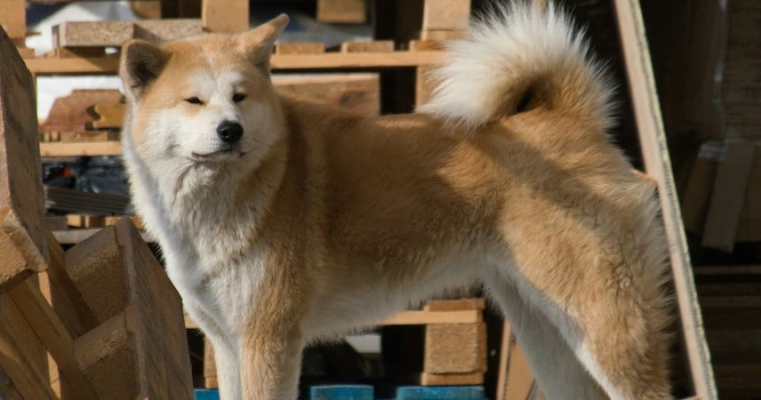 Suspicious Dog