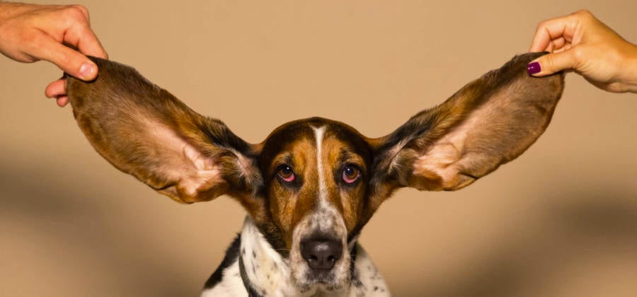 dog with big lugs