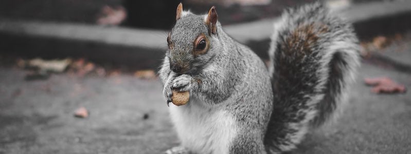 long tail search - squirrel