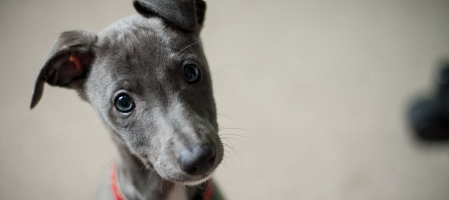 confused-dog