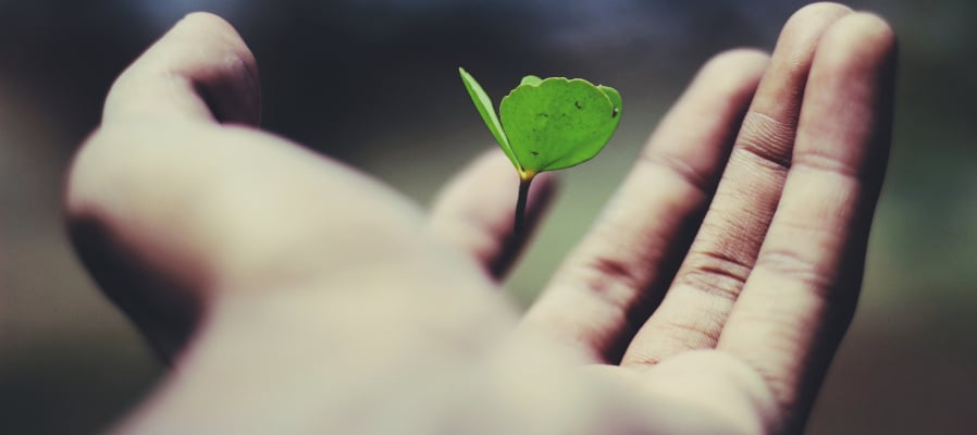 Core Web Vitals green plant opening on someone's hand
