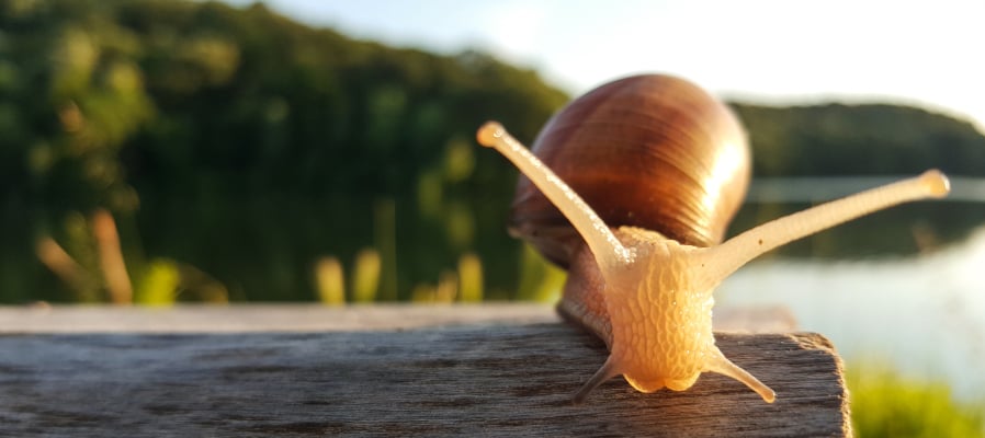 Core Web Vitals snail sitting on a log