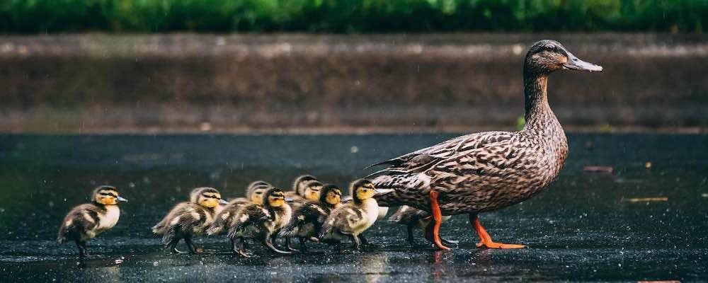 followers