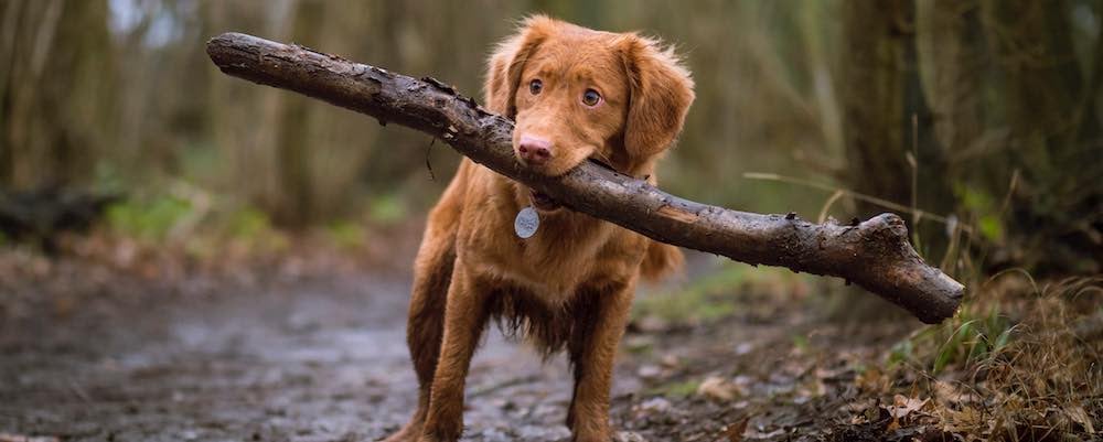 helpful pup