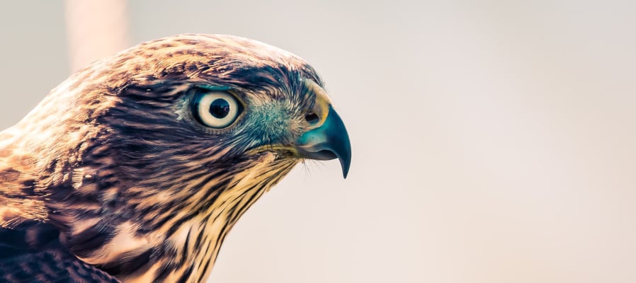 keyword-research-hawk