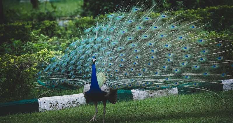 peacock attention