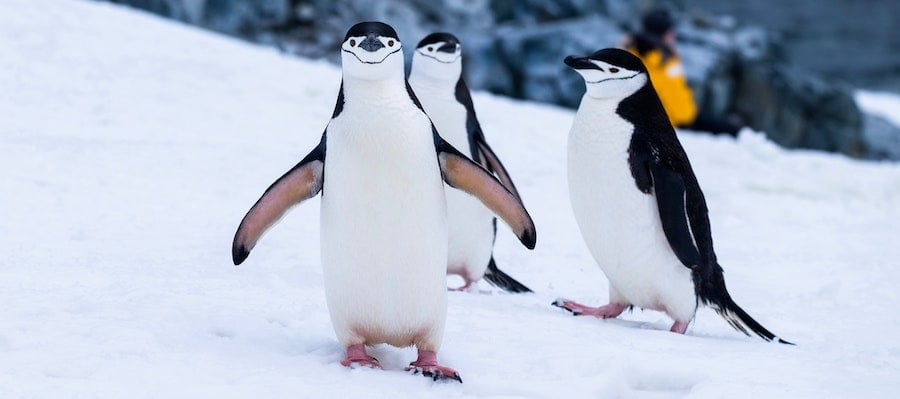penguins