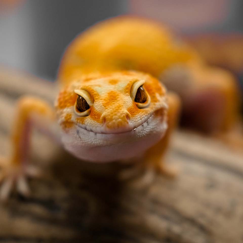 orange lizard