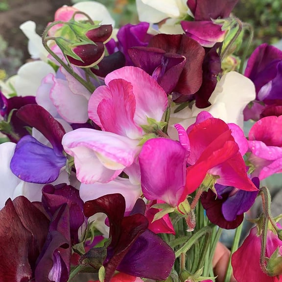 sweetpeas