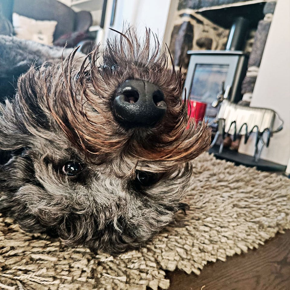 A headshot of Ruby the goldendoodle dog lying on her back