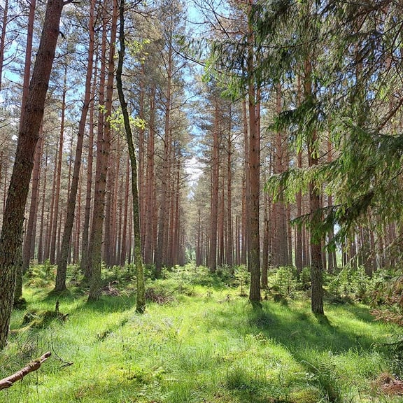 Trees in a forest with blue skies