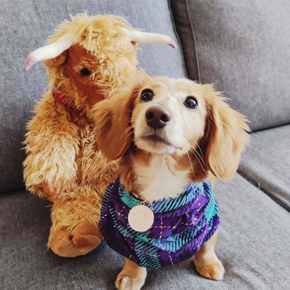 Dianas dog Bruni on the sofa with a highland cow toy