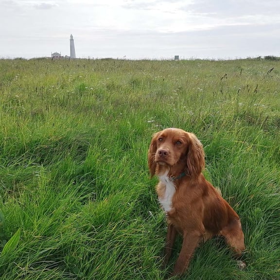 Rob's dog Henry sitting in grass