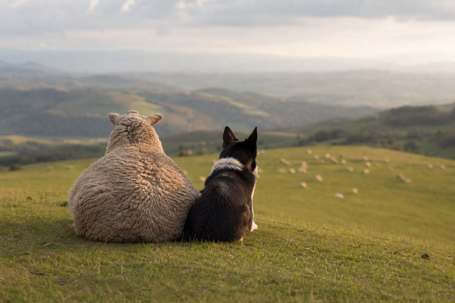 Sheep and shepherd dog on a hill watching over a distant grazing herd
