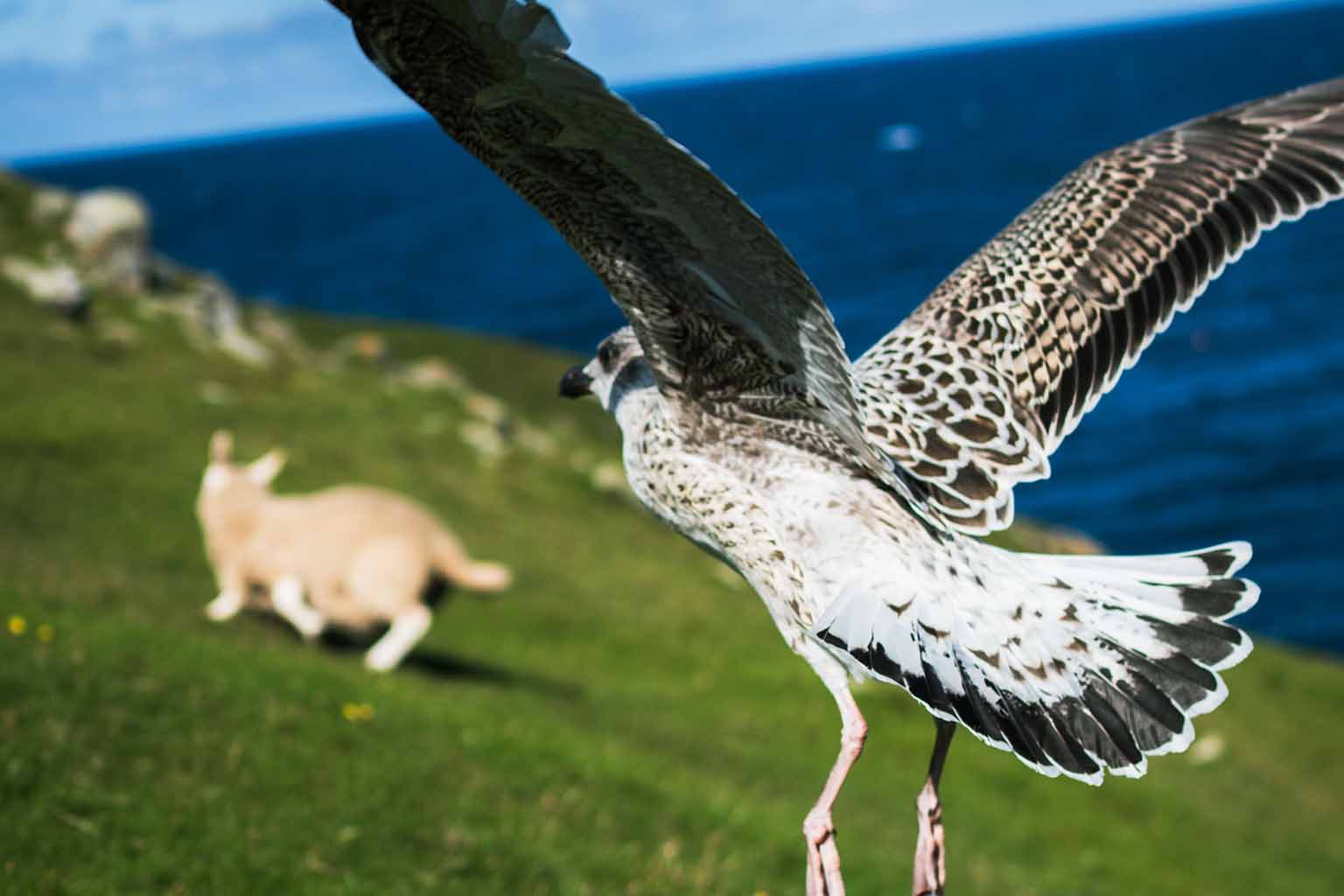 A seagulls flies off while a startled sheep runs away into the distance in a scenic seascape