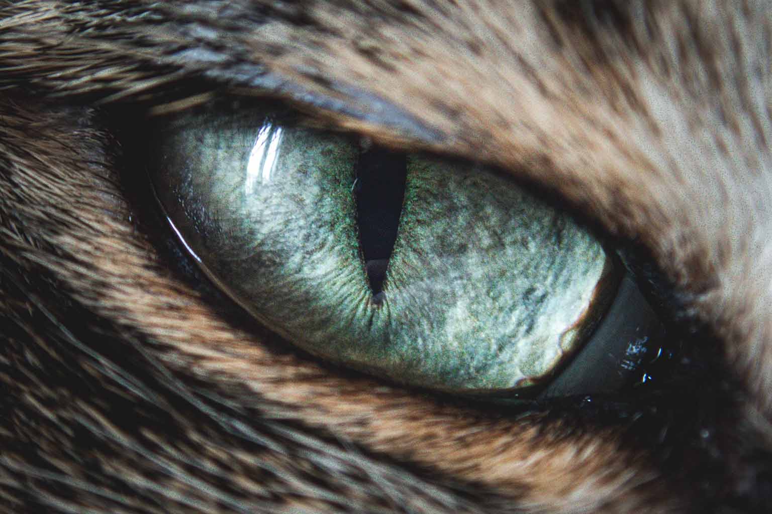 Close up of a cat's eye looking straight into the lense