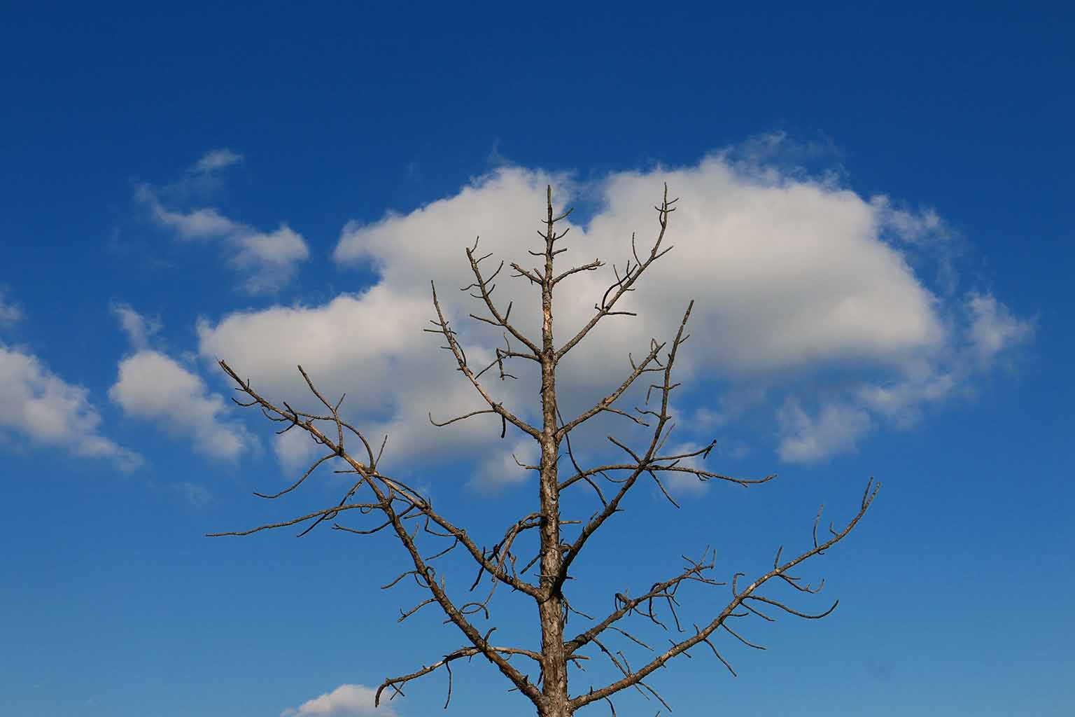 A leafless tree top over a blue sky