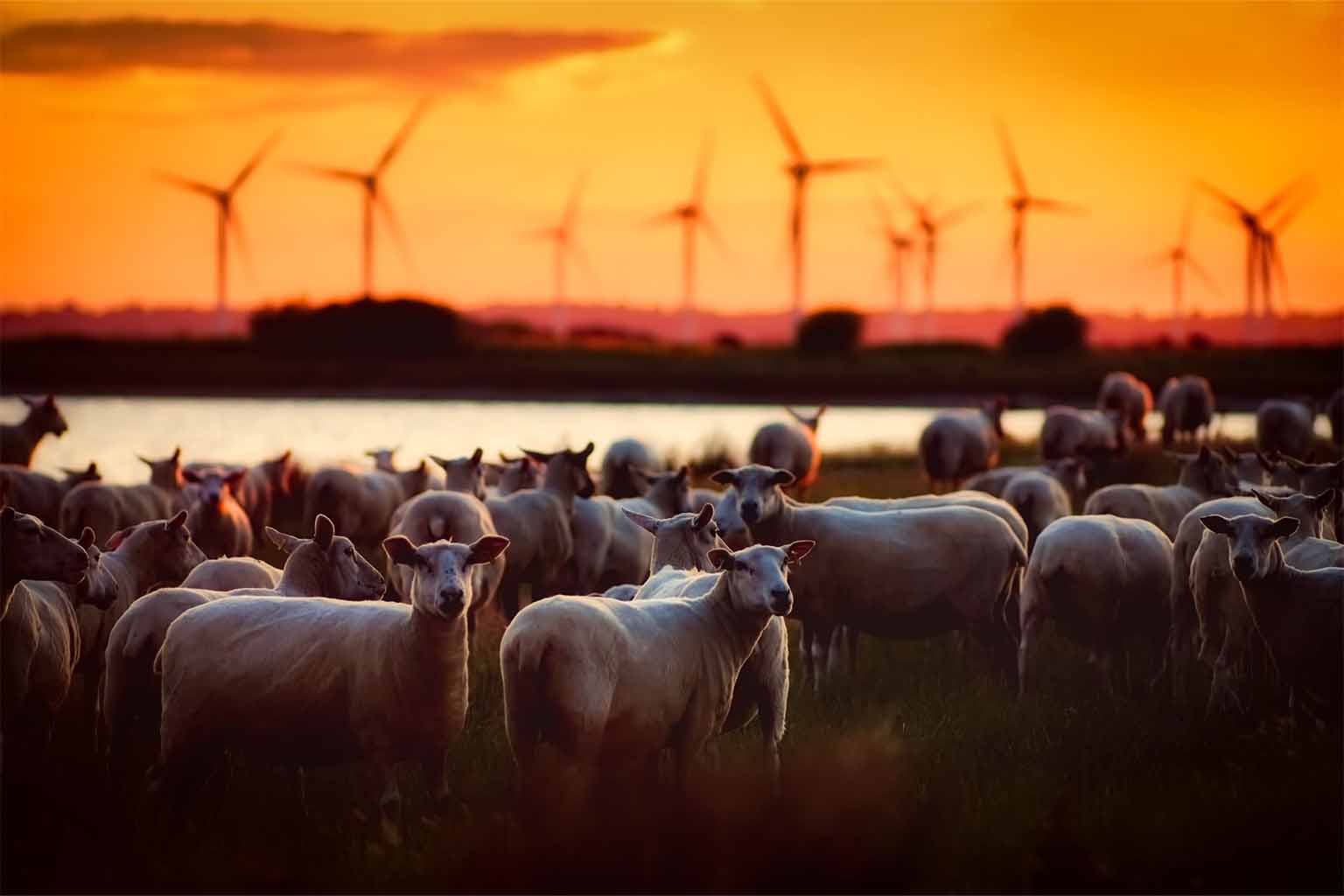 A flock of sheeps standing in a field with wind farms in the background against a sunset-lit sky.