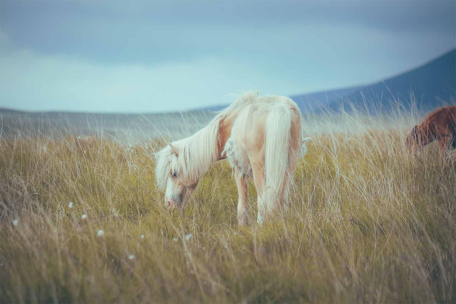 A peaceful image of a cream coloured Shetland pony grazing in a grass field