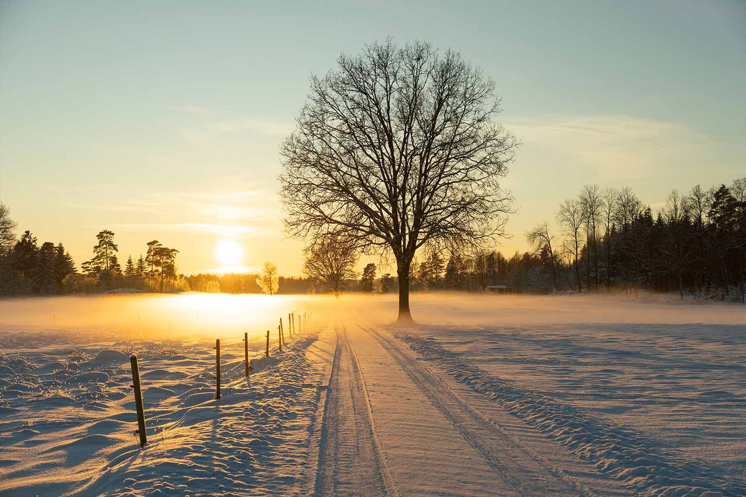 A snowy field with a tree on a winter morning