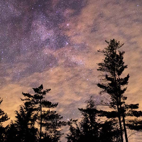 Silhouette of trees at night