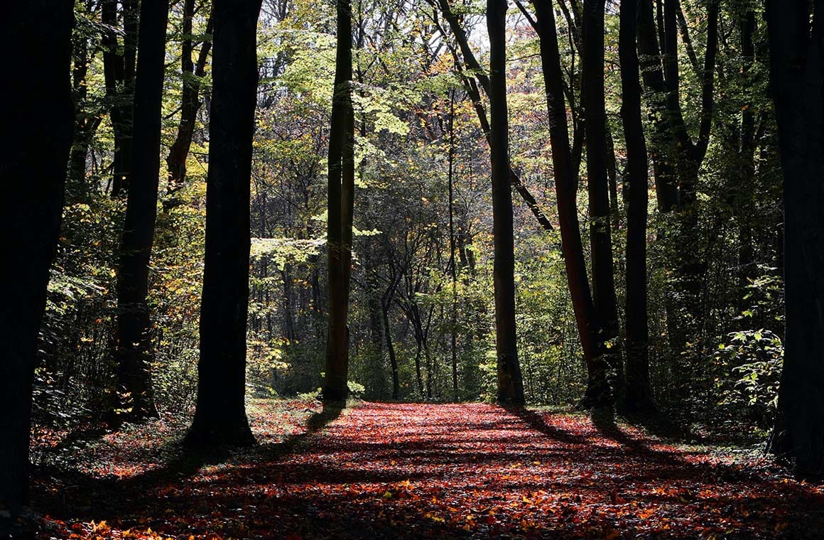 Englischer Garten, Munich