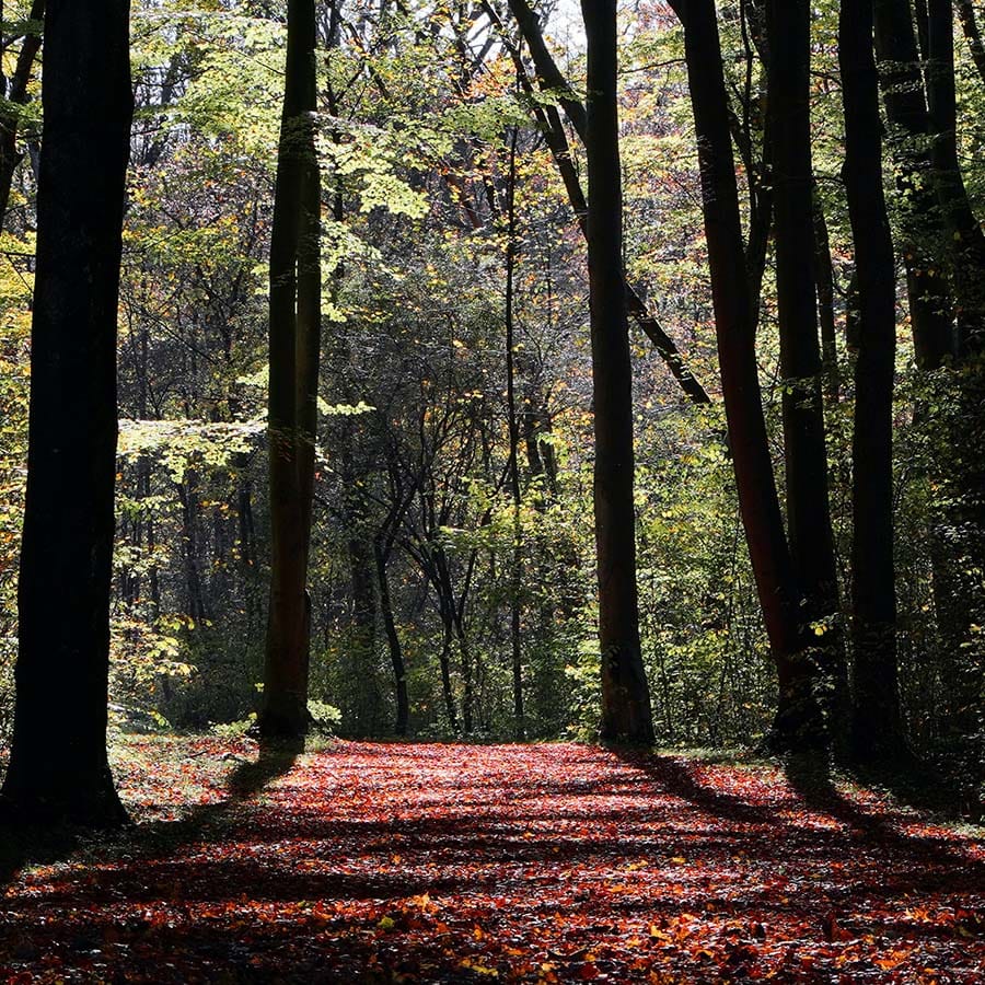 Englischer Garten, Munich