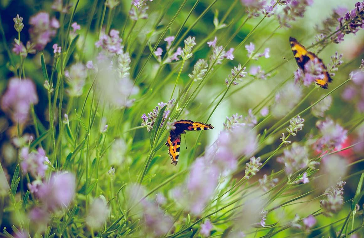 Butterflies in a garden