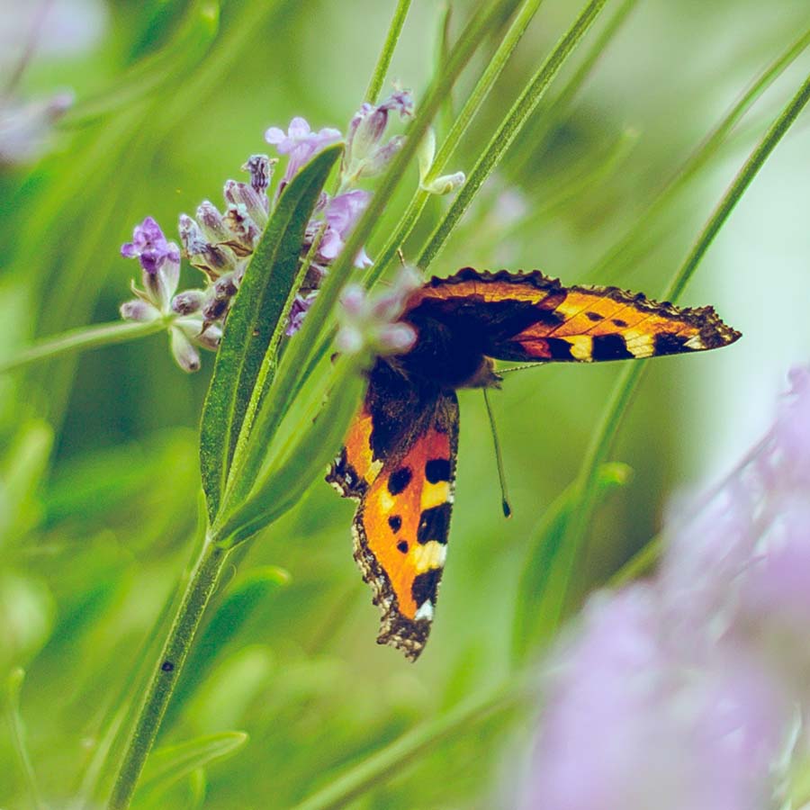 Butterflies in a garden