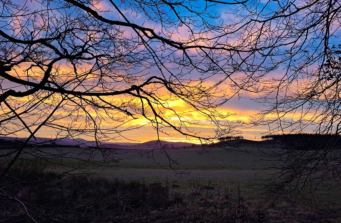 Orange sunset through trees