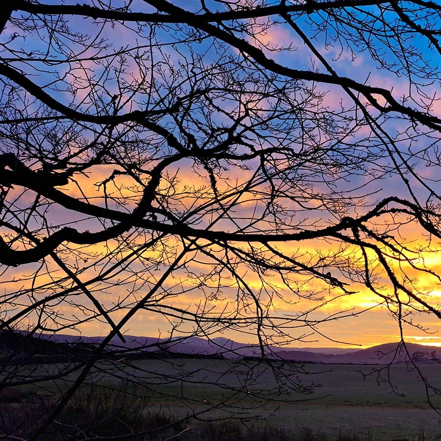 Orange sunset through trees