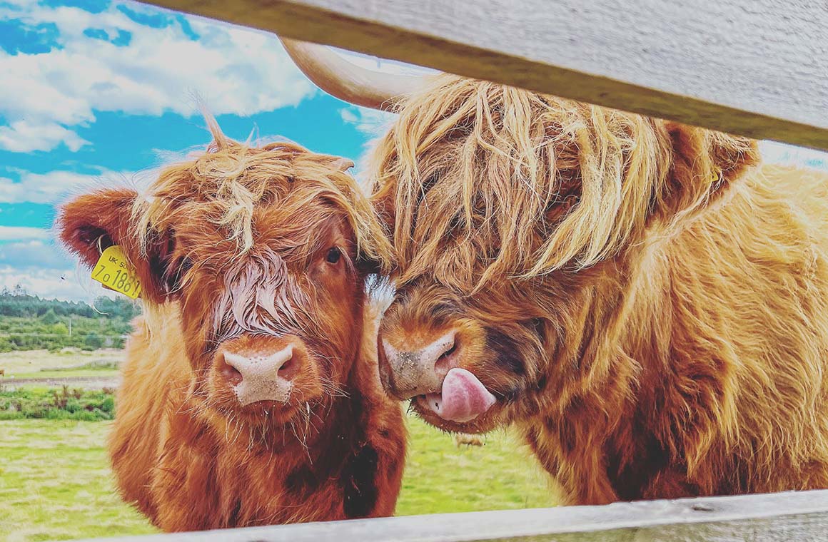 picture of highland cows
