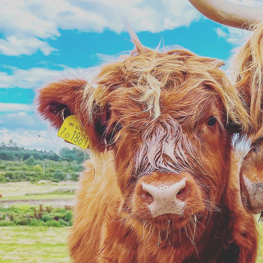 picture of highland cows